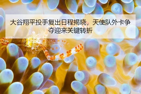大谷翔平投手复出日程揭晓，天使队外卡争夺迎来关键转折